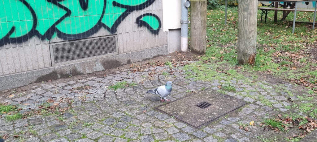 Stadttauben Eimsbüttel