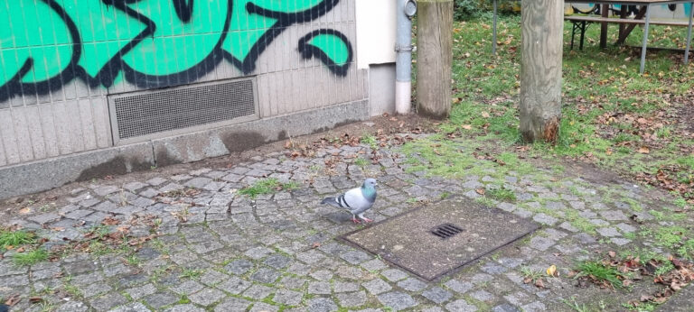 Stadttauben Eimsbüttel